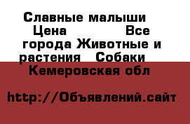 Славные малыши! › Цена ­ 10 000 - Все города Животные и растения » Собаки   . Кемеровская обл.